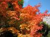 Momiji11161